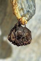 Image result for Bats Sleeping in a Cave