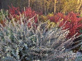 Image result for Salix repens nitida