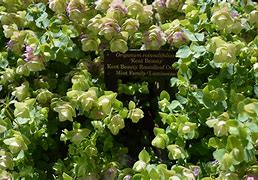 Image result for Origanum rotundifolium Hopfenblüte