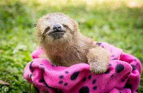 Image result for Angry Sloth