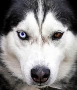 Image result for Alaskan Husky with Blue Eyes