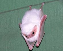 Image result for Baby Albino Bat Black White Image to Draw