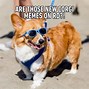 Image result for Congratulations You Have Become a Cat Meme