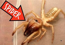 Image result for Camel Spider New Mexico