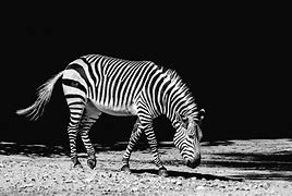 Image result for Zebra Shadow