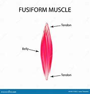 Image result for fusiforme