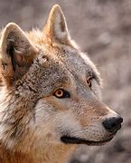 Image result for Brown Wolf Face