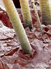Image result for Damaged Hair Under Microscope