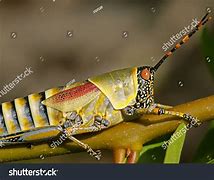 Image result for Colorful Crickets