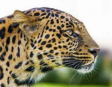 Image result for Tan Leopard iPhone Case 13