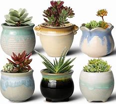 Image result for Succulents in Pots