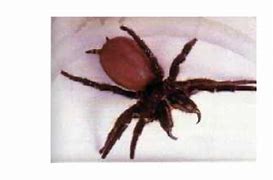 Image result for Sydney Funnel-Web Spider Fangs
