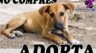 Image result for adoptad