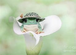 Image result for Frog with Flower Hat