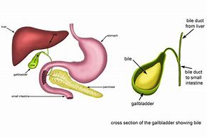 Image result for Gallbladder and Biliary System