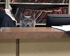 Image result for Thursday Office Cat
