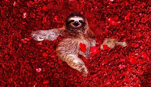 Image result for Sloth Heart