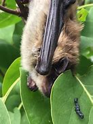 Image result for Los Angeles Zoo Bat