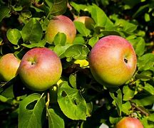Image result for Russian Bag of Apple's