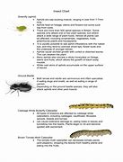 Image result for Harmful and Unharmful Insects