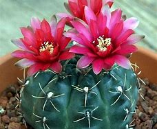 Image result for Indoor Cactus