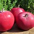 Image result for Almata Apple