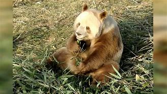 Image result for Giant Panda National Geographic