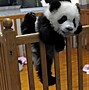 Image result for Giant Panda Babies