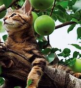 Image result for Cat Eating Apple