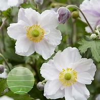 Image result for Anemone Dreaming Swan
