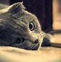 Image result for Sad Looking Cat