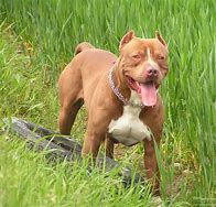 Image result for Pit Bull Game Dogs