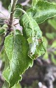 Image result for What Is Eating My Apple Tree Leaves