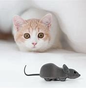 Image result for Cat Mouse Play Toys