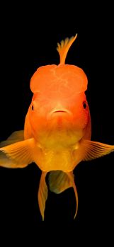 Image result for Fish Phone Wallpaper