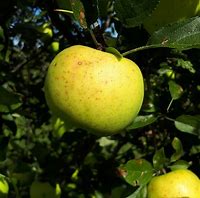 Image result for Golden Apple Nursery