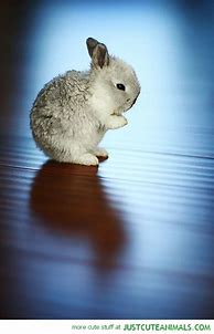 Image result for Cute Pets Praying