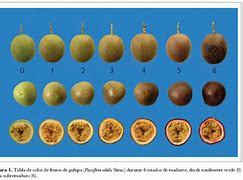 Image result for Gulupa Fruit