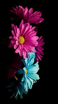 Image result for Flowers Wallpapers Free Cell Phone