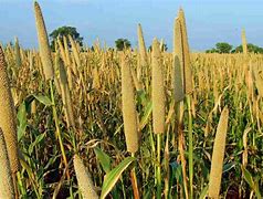 Image result for Karnataka Crops