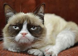 Image result for Grumpy Cat Face Meme
