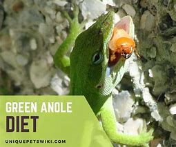 Image result for Green Anole Lizard Food