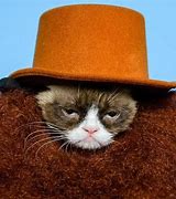 Image result for Grumpy Cat Movie Memes