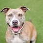 Image result for Pit Bull Face