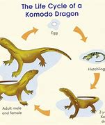 Image result for Komodo Dragon Diagram