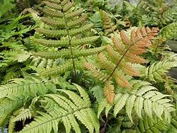 Image result for Dryopteris lepidopoda