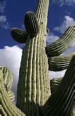 Image result for Saguaro Cactus Pictures