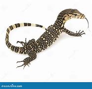 Image result for Lace Monitor Lizard