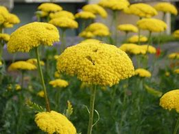 Image result for Achillea filipendulina Helios