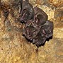 Image result for Centipede Eating Bat